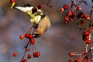 Bombycilla-garrulus;Cedar-Waxwing;One;Waxwing;avifauna;bird;birds;color-image;co